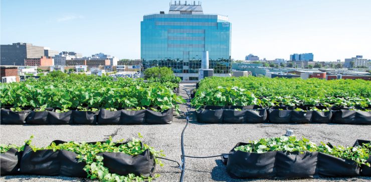 Laboratoire sur l’agriculture urbaine et Centrale agricole 